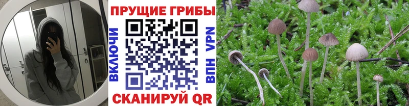 Галлюциногенные грибы Cubensis  omg рабочий сайт  Приозерск  где найти  